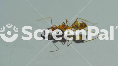 Ant Red Color. Drinking Nectar. Close Up 4k Resolution.