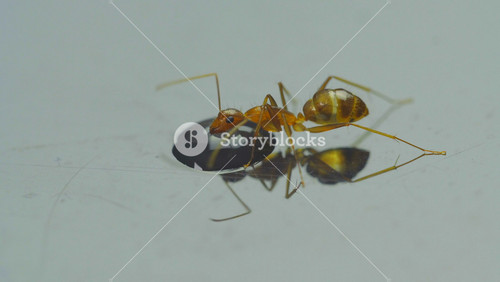 Ant Red Color. Drinking Nectar. Close Up 4k Resolution.