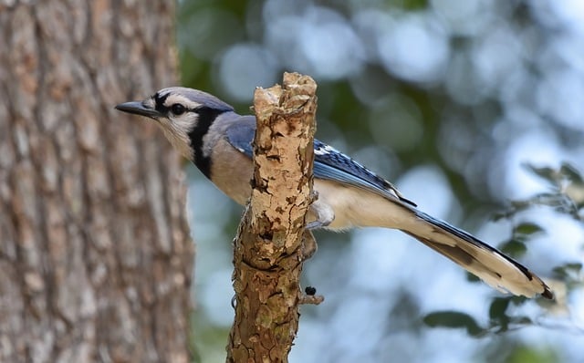 Blue Jay Bird Animal Nature