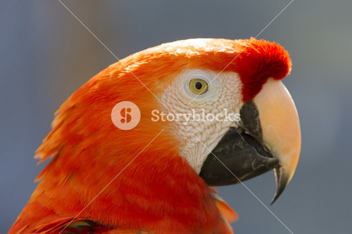 Close Up Of A Red Parrot