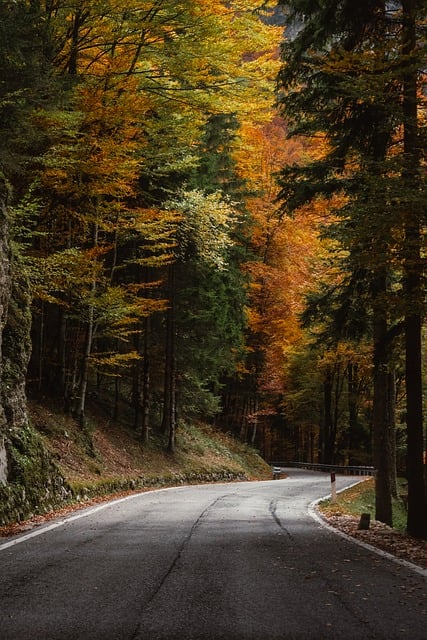 Curved Road Autumn Forest
