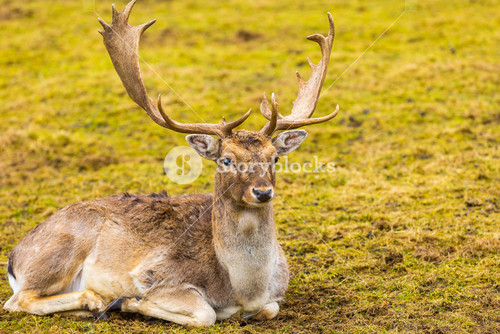 Fallow Deer In Outdoor