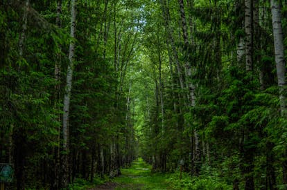 Green Trees In The Forest