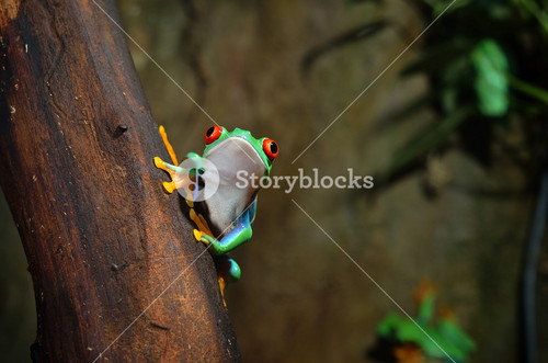Red Eye Frog  Agalychnis Callidryas In Terrarium
