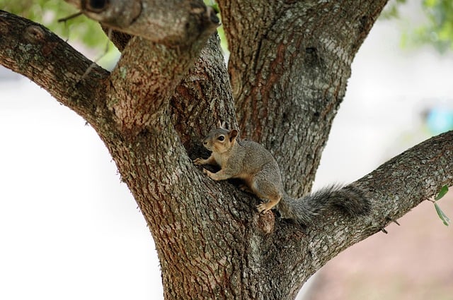Squirrel Tree Nature Animal