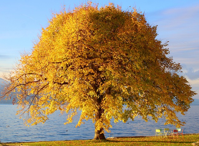 Tree Autumn Colors Nature Wallpaper