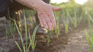 Close Up Hand Of Elderly Female Farmer Touching Green Onion Sprouts Growing In Rows On Vegetable Farm Garden In Black Fertile Soil At Sunset. Healthy Lifestyle, Organic Sustainable Produce Concept