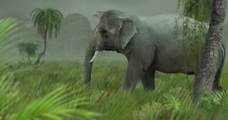Asian Elephant In Jungle