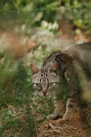 Wild Cat In Natural Habitat